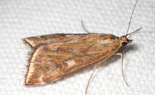Loxostege sticticalis